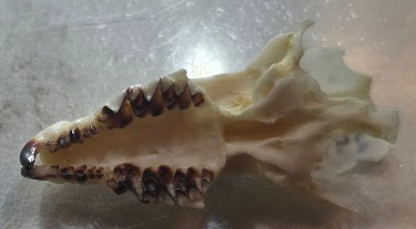 <p>What family does this skull belong to?</p>