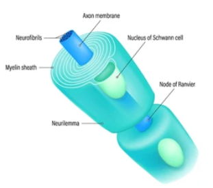 <p>glial, schwann cells</p>