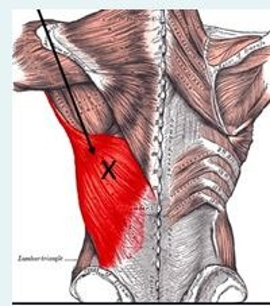 <p>The muscle labelled X in the image above is the ___ muscle.</p><p>This muscle forms the ___ wall of the axilla.</p>