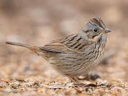 <p>Passerifmores</p><p>Very striped, black and brown stripes on crown, stripes on belly, gray head with black eye stripe</p>