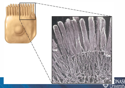 <ul><li><p>Minute finger‑like extensions of the plasma membrane</p></li><li><p>Project from the cell surface</p></li></ul><p></p>