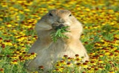 <p>organisms that obtains food by consuming other living things; also called consumers</p>