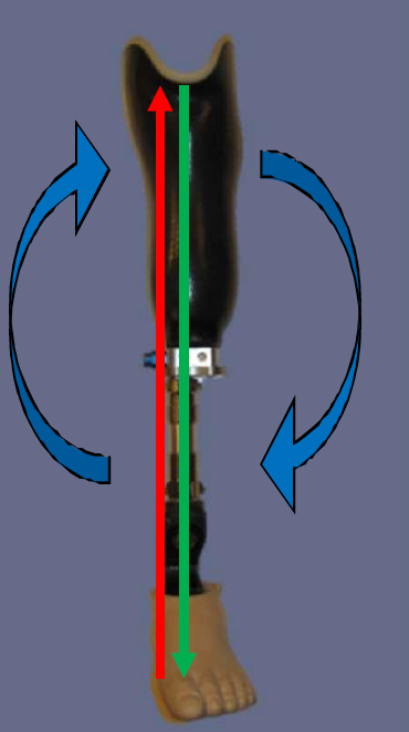<p>medial proximal, lateral distal </p>