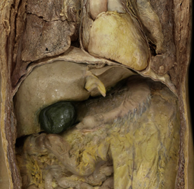 <p>Stomach</p>