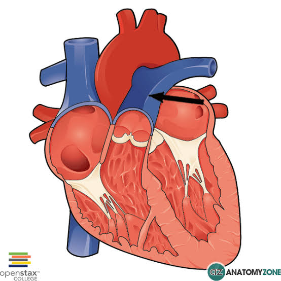 <p><span><span>large artery that carries deoxygenated blood from the right ventricle to the pulmonary arteries for transport to the lungs.</span></span></p>