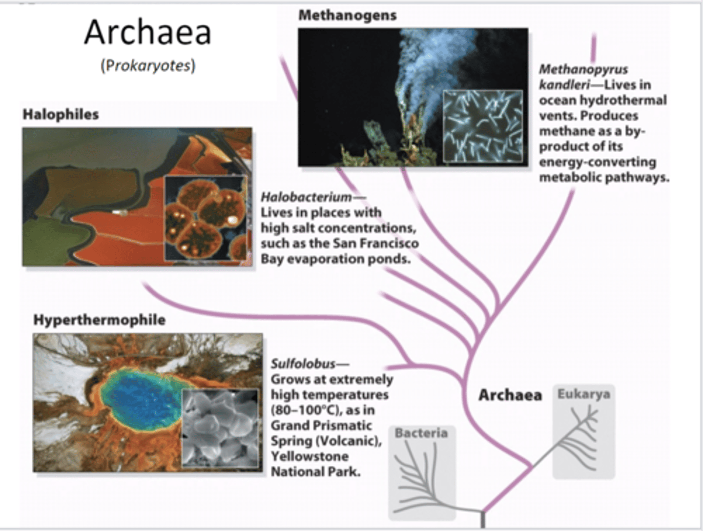 <p>prokaryotes</p>