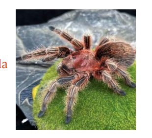 <p>name this animal</p>