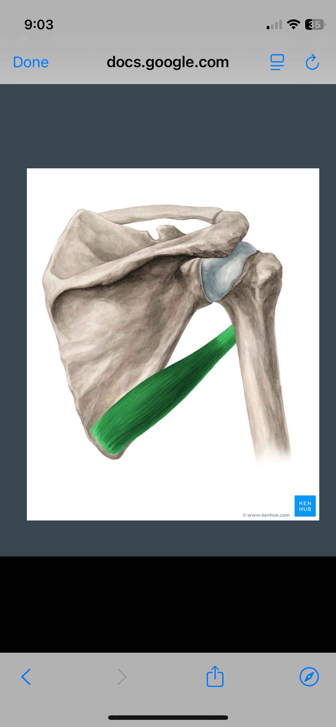 <p>Teres Major </p>