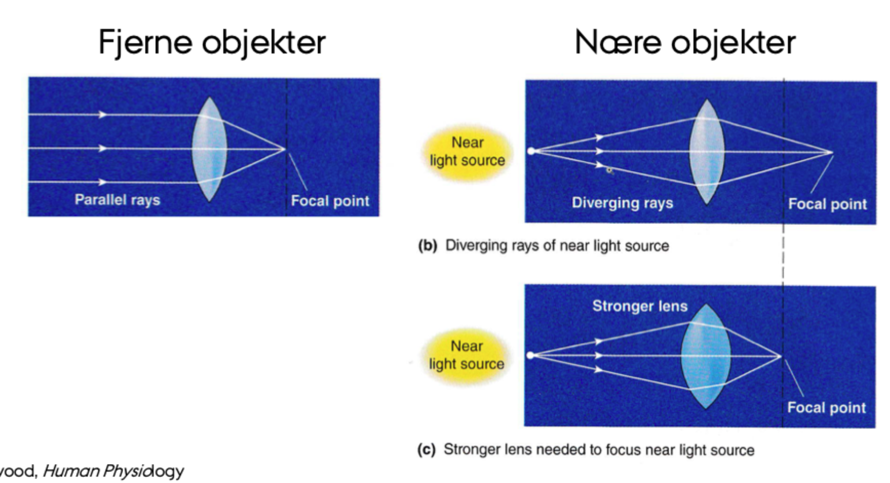 <p>Så vil fokuspunktet ligge <strong>bag retina</strong>, og billedet bliver <strong>uskarpt</strong>.</p>