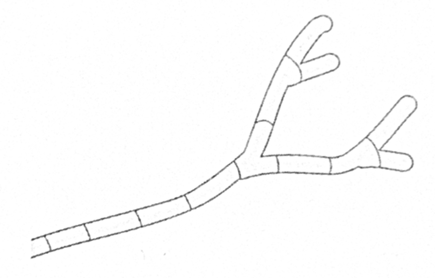 <p>Cross walls within hyphae</p>