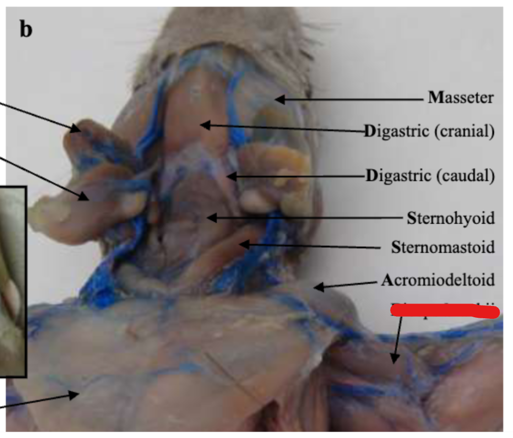 <p>Foreleg (arm)</p>