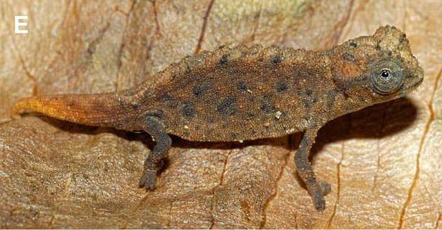 <p>This is <em>Brookesia micra</em>. What is this species of a chameleon renown for?</p>