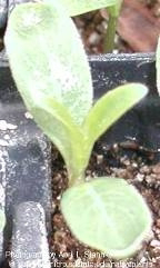 <p>Identify the weed</p>