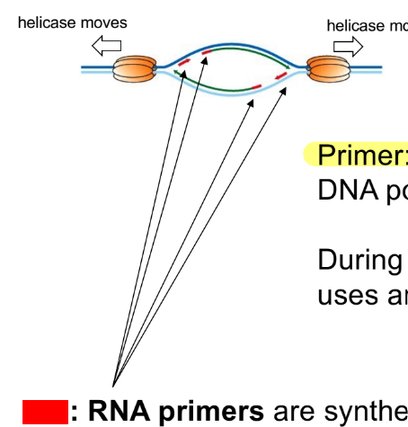 <p>function of primase (← which is a  __ __)</p><p>def. (RNA) primers</p><ul><li><p>why is it needed?</p></li></ul><p></p>