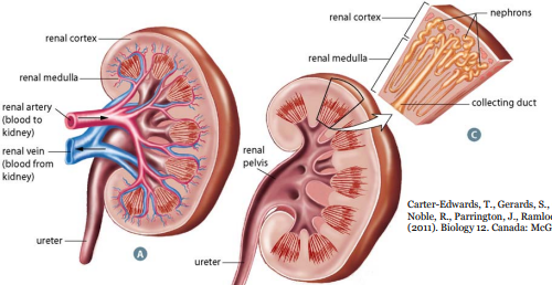 <p><strong>Tubes</strong> that carry <strong>urine</strong> from kidney to <strong>bladder</strong> for temporary storage until it can be released by urethra</p>