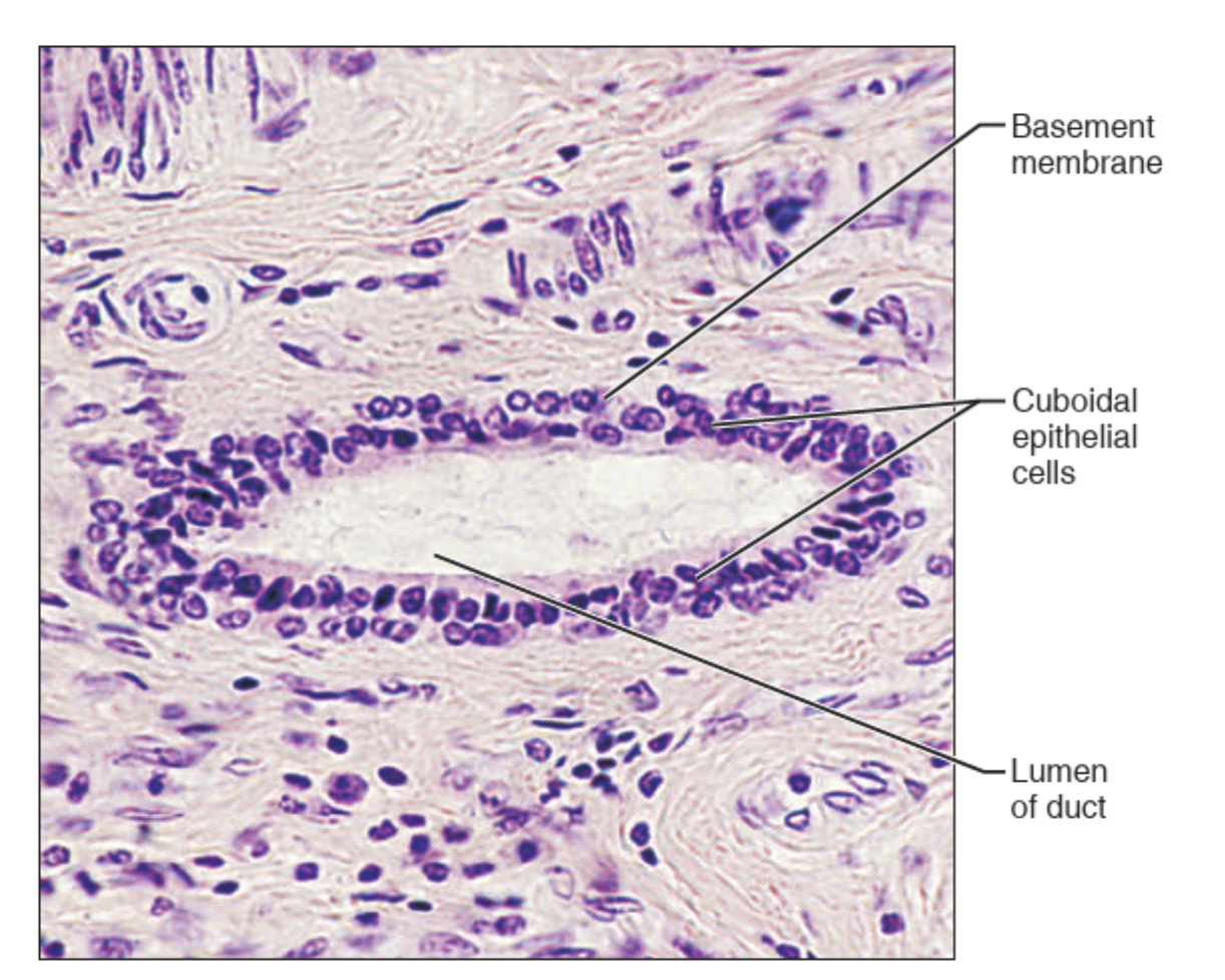 <p>What tissue is this?</p>