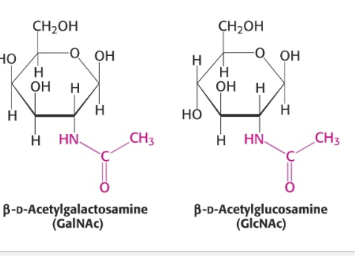 <p>-OH that lies at the C2 position is replaced with NH2 or acetylated amine (NCOCH3)</p>