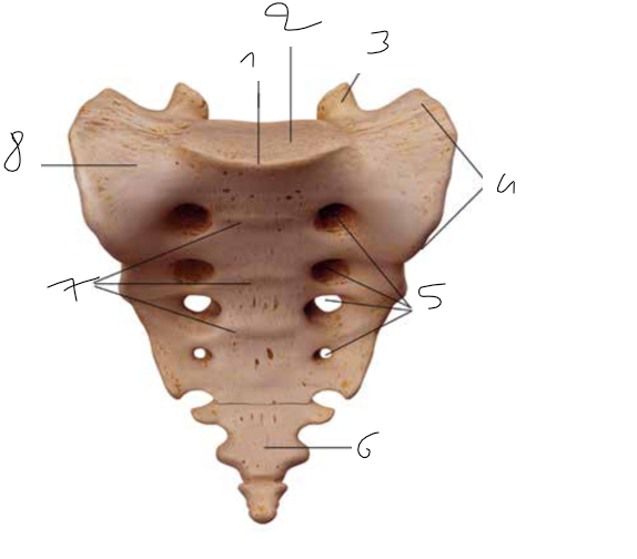 <p>7</p>
