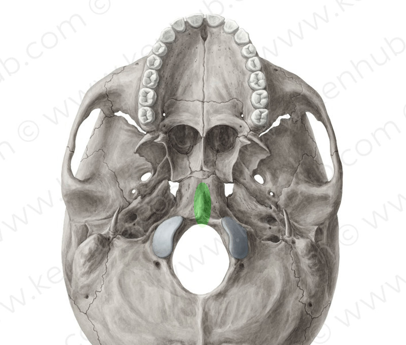 <p>exocraniaal, in het midden en links en rechts van dit tuberculum twee beenkammen voor spieren</p>