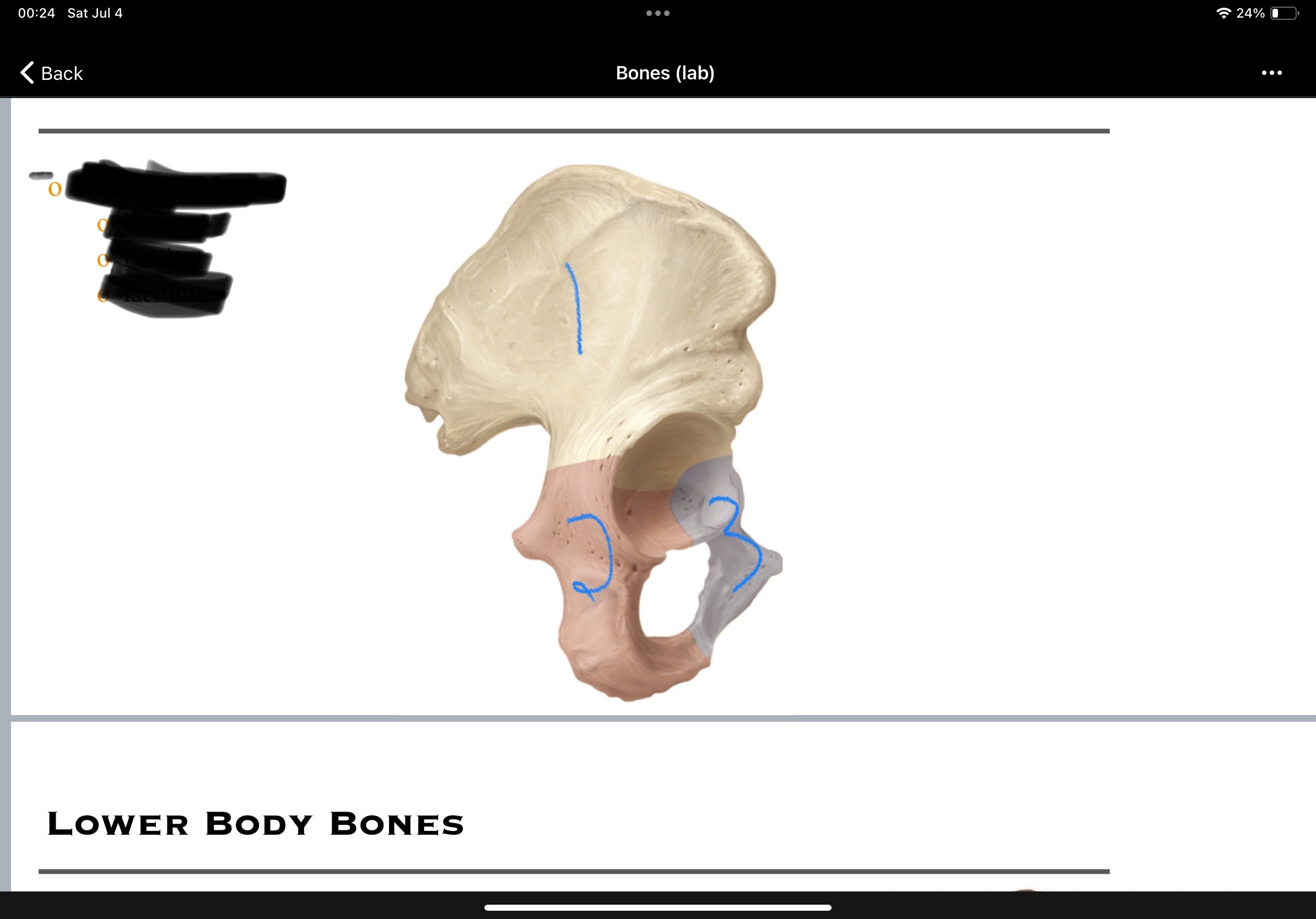 <p>bone name and parts name</p>