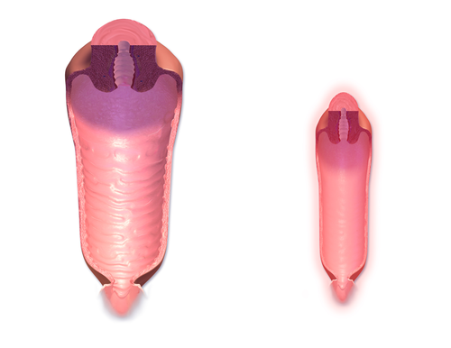 <p><strong>Vagina</strong></p>