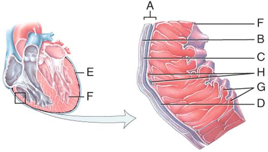 <p>What letter is the innermost heart layer called the Endocardium? This layer is in direct contact with the blood contained within the chambers.</p>