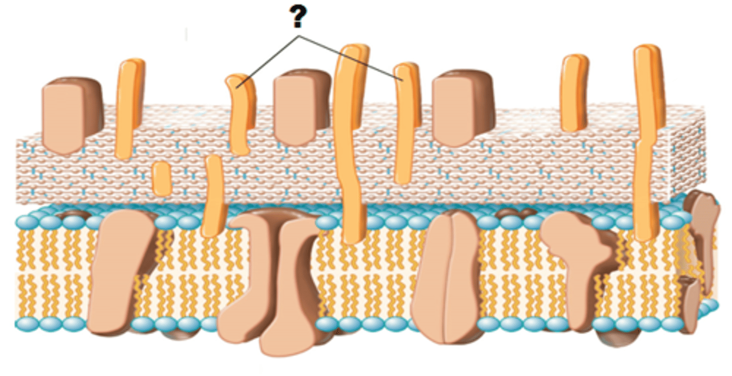 <p>Molecules found only in gram-positive cell walls that help strengthen the wall and distinguish gram-positive bacteria.</p>