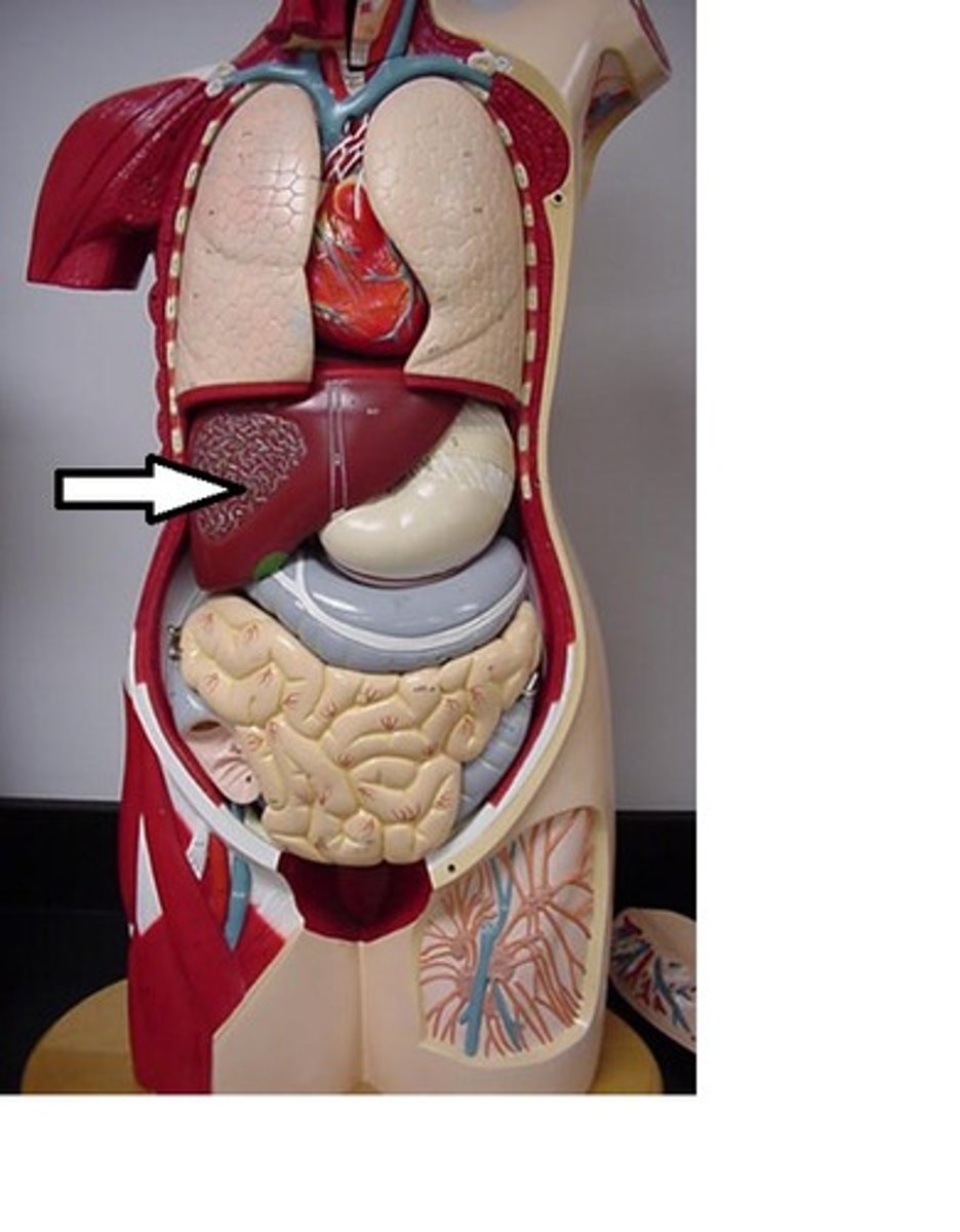 <p>liver</p>
