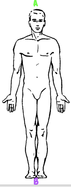 <p>What anatomical direction describes B?</p>