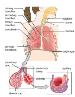 <p>The <strong>lower</strong> respiratory system consists of: <strong>larynx</strong>, <strong>trachea</strong>, <strong>bronchi</strong>, <strong>alveoli (lungs)</strong></p>