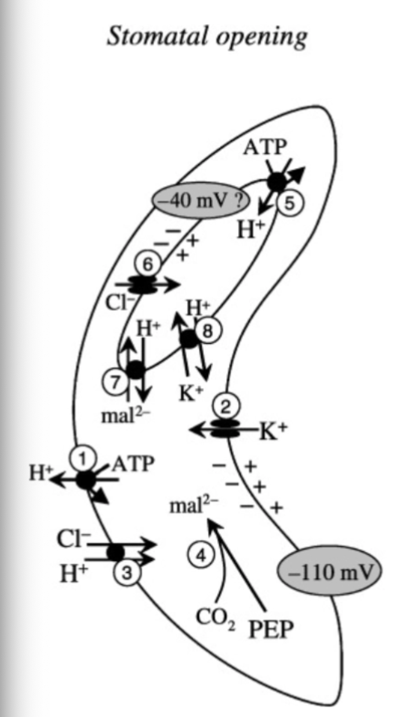<ol><li><p>phototropin senses blue light and activates H ATPase</p></li><li><p>H ATPase burns ATP to pump H+ outside (H+ AGAINST)</p></li><li><p>Channel allows K+ in (ion WITH)</p></li><li><p>Symport Cl- &amp; H+ in (ion AGAINST)</p></li><li><p>CO2 and PEP make Mal2-</p></li><li><p>H ATP burns atp to pump H+ into vac (H+ against)</p></li><li><p>Channel lets Cl- into vacuole (ion WITH)</p></li><li><p>Antiporter to let Mal2- into vac (H+ and ion WITH)</p></li><li><p>Antiporter to let K+ into vac (ion AGAINST)</p></li></ol><p></p>