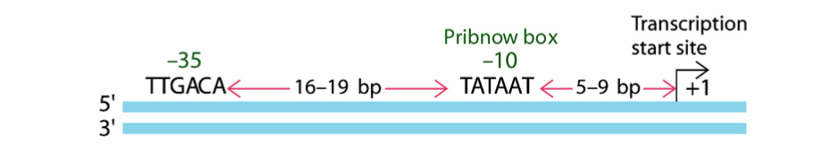 <p>Court segment de séquence se trouvant dans les régions promotrices, très similaires aux promoteurs. Par exemple : la boîte de Pribnow (centré sur nucléotide -10) </p>