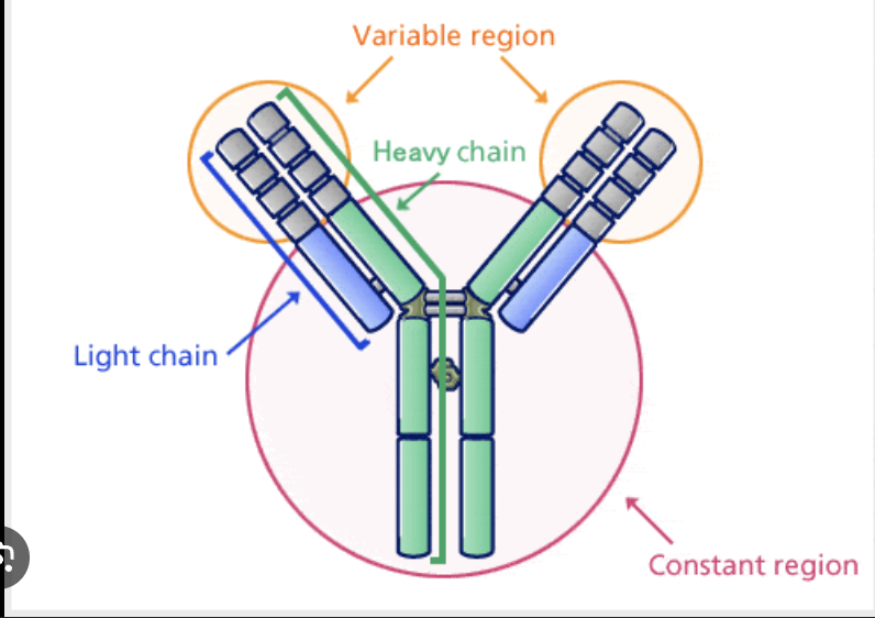 <p>which region binds antigen?</p>