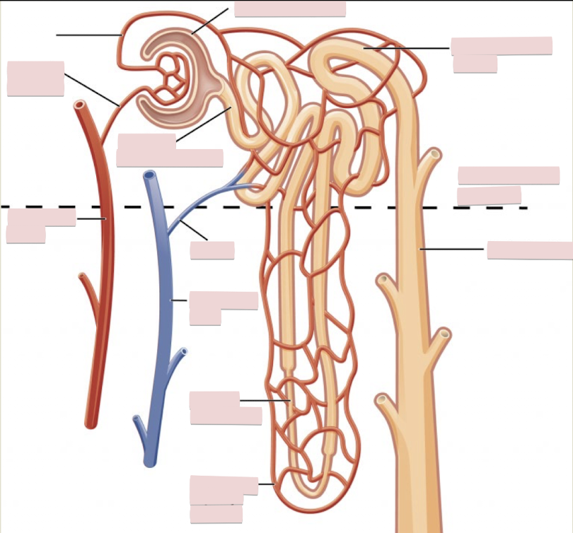 <p>Label the figure of glomerular filtration</p>