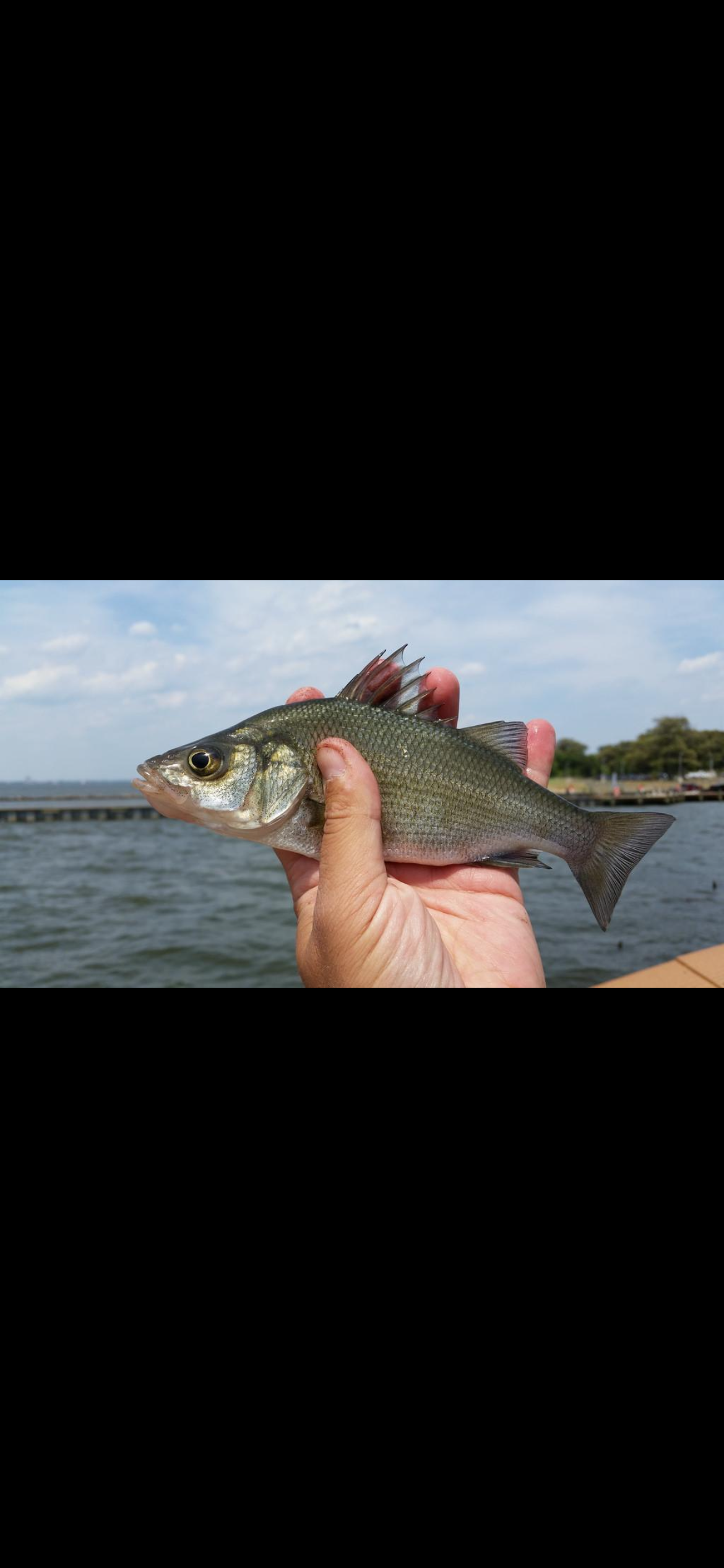 <p><strong>White Perch</strong><br><em>Morone americana</em></p><p><span data-name="eyes" data-type="emoji">š</span> <strong>LOOK FOR:</strong><br>⢠Deep, somewhat chunky silver body<br>⢠<strong>Silvery-gray sides with a darker back</strong><br>⢠Two dorsal fins<br>⢠Slightly rounded body profile<br>⢠Usually <strong>no obvious stripes</strong></p><p><span data-name="ocean" data-type="emoji">š</span> <strong>HABITAT:</strong><br>Estuaries, bays, tidal rivers <strong>and freshwater</strong>. They can tolerate a wide range of salinities.</p><p><span data-name="brain" data-type="emoji">š§ </span> <strong>REMEMBER:</strong><br><strong>Silver + chunky + no stripes = white perch.</strong></p><p><span data-name="round_pushpin" data-type="emoji">š</span> <strong>YOUR PLACES:</strong><br>Particularly relevant to the <strong>Delaware Bay and tidal rivers</strong>, but you can encounter them well upstream too.</p><p><span data-name="fishing_pole" data-type="emoji">š£</span> <strong>WHY YOU SHOULD CARE:</strong><br>Theyāre an important recreational fish and a great example of the connection between NJās freshwater and coastal systems.</p><p><span data-name="warning" data-type="emoji">ā </span> <strong>LOOK-ALIKE:</strong><br><strong>Striped bass.</strong> Both are in the <em>Morone</em> family. Striped bass has obvious dark horizontal stripes; white perch generally doesnāt.</p>