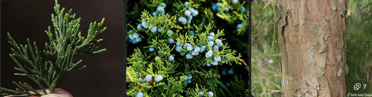 <p>Identify this tree</p>