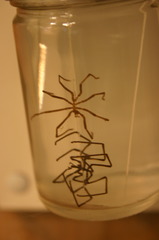 <p>What is the scientific name of the Lentil Sea Spider?</p>