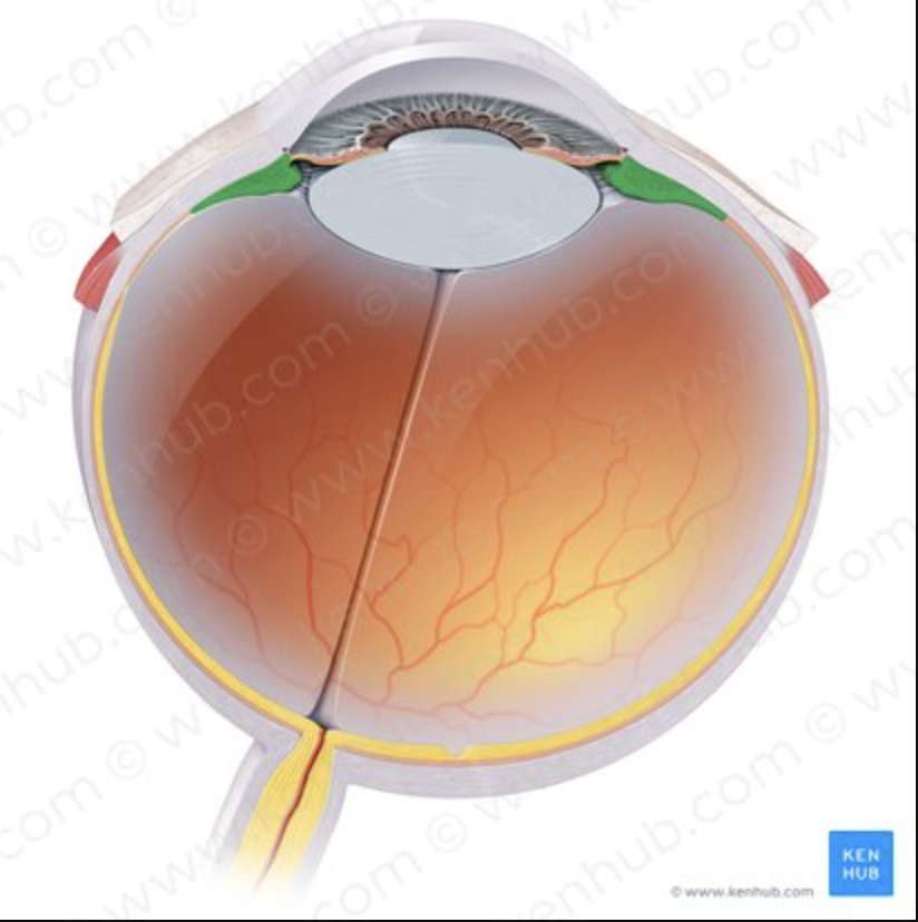 <p>Adjusts lens shape.</p>