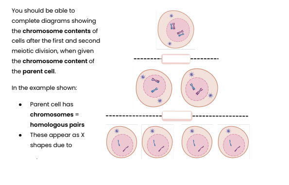 <p><strong>Label a diagram to show the chromosome content of cells during meiosis.</strong></p>