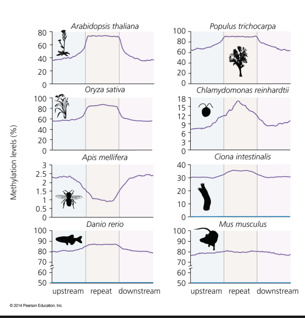 <p>These graphs show us methylation around MGE’s for different organisms. What can we conclude about the evolution of this strategy?</p><p>Methylation defense against MGE’s is evolutionarily conserved and existed in the common ancestor of plants and animals</p>