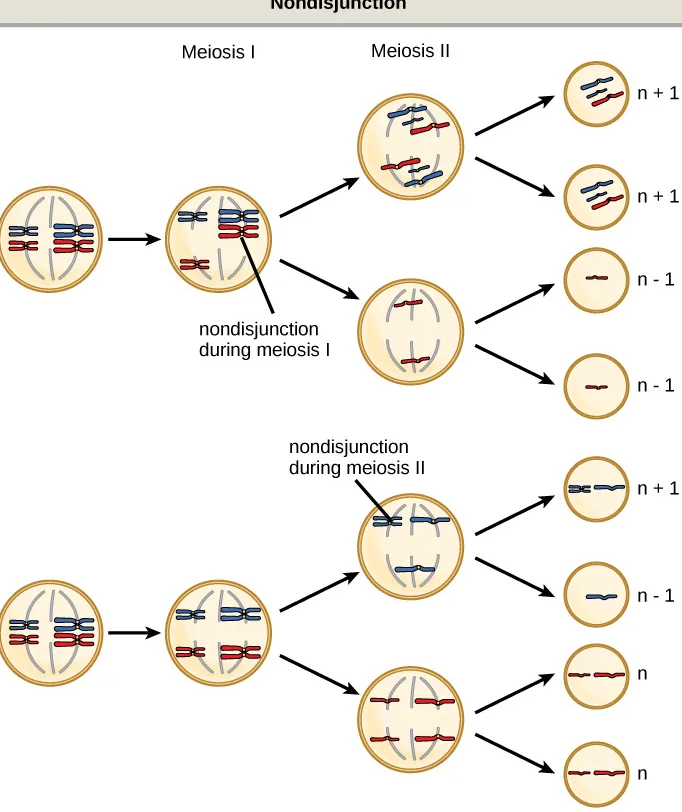 <p>-which occurs when pairs of homologous chromosomes or sister chromatids fail to separte during meisis </p><p>-risk of nondisjunction increases with the age of parents </p>