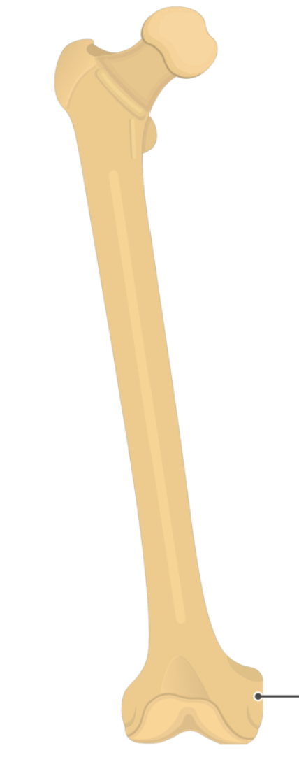 <p>What is this pointing to? What bone is it on?</p>