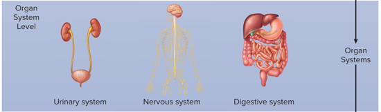 <p>Organ System Level</p>