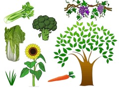 <p>kē</p><p>trees / plants</p><p>一__树 — one tree</p><p>一__西兰花— a broccoli</p>