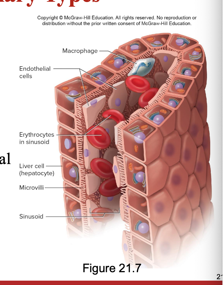<p>iregular passages w/ wide gaps btween endothelial cells</p><p>commonly found in liver/spleen</p>