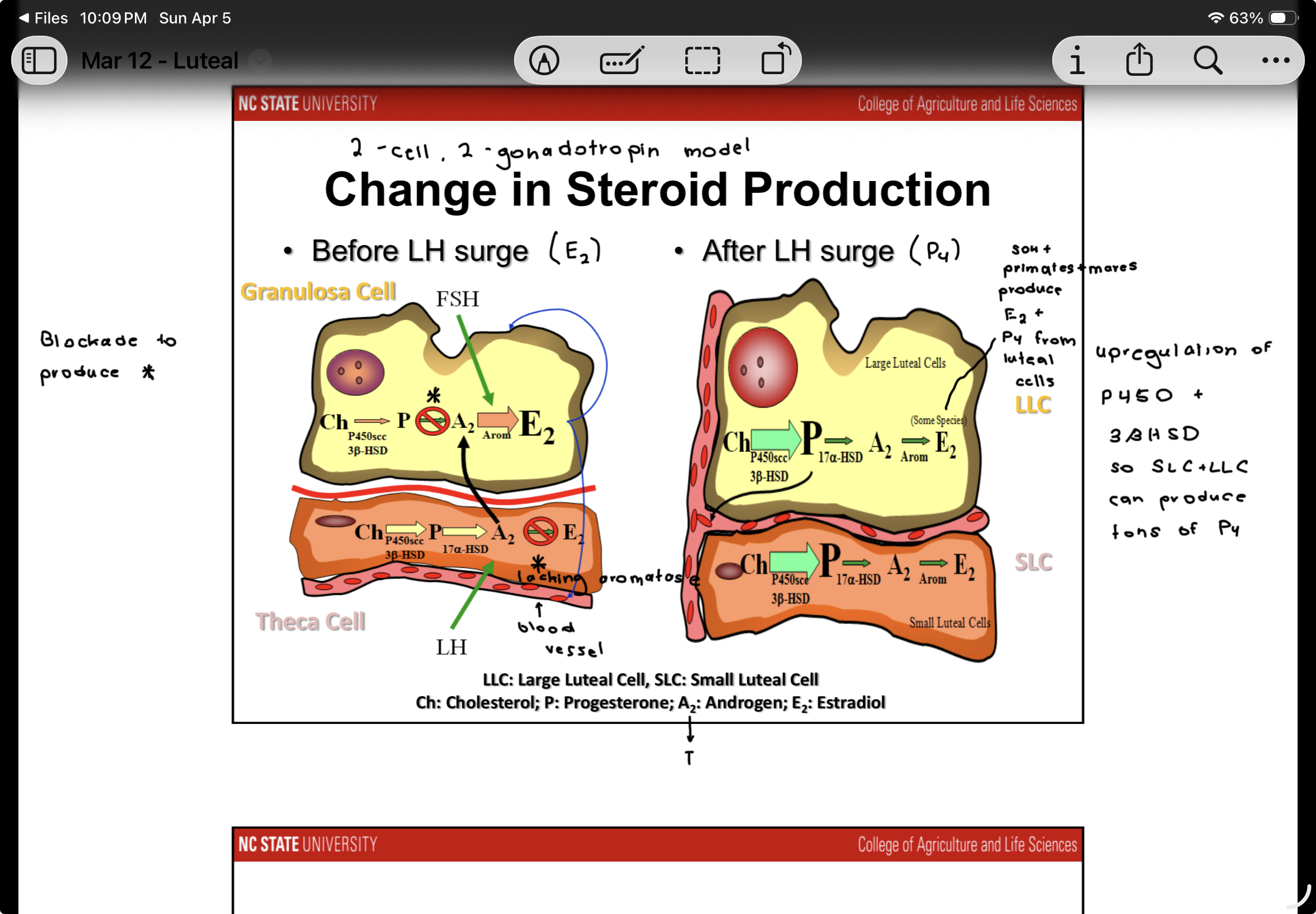<p><span>Before LH surge: E2 is primarily produced - from granulosa cell</span></p><p><span>-Lacks aromatase to convert T to E2 in theca cell</span></p><p><span>After LH surge: P4 is primarily produced - from granulosa and theca cells</span></p><p><span>-Upregulation of P450 and 3BHSD so SLC and LLC can produce tons of P4</span></p><p></p><p><span>Sows and primates and mares produce E2 and P4 from luteal cells</span></p>