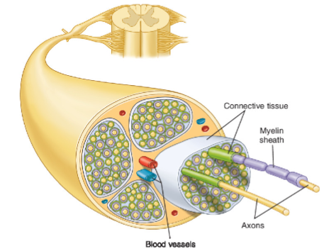 <p>bundles of nerves, blood vessels and connective tissue entering/exiting the spinal cord</p>