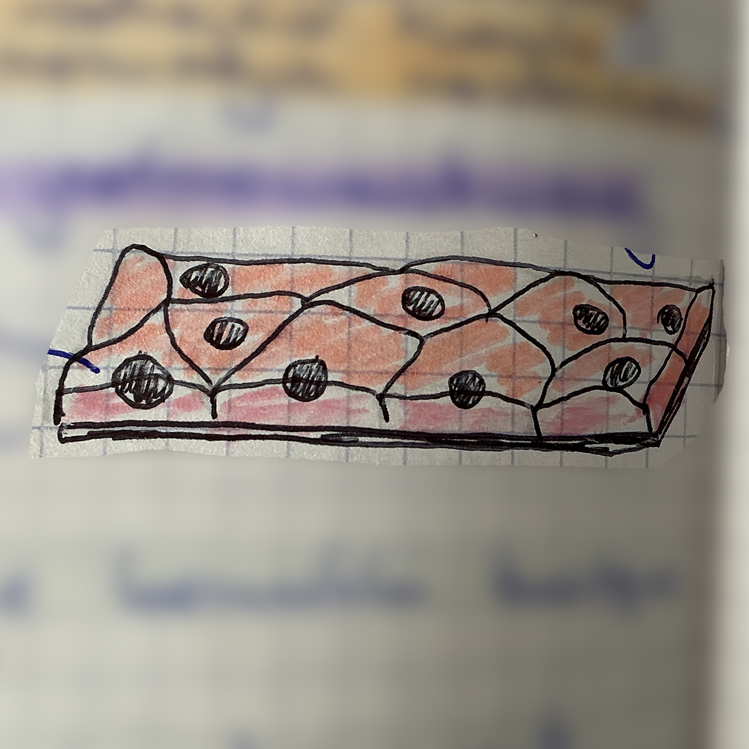 <p>jaka to tkanka?</p>