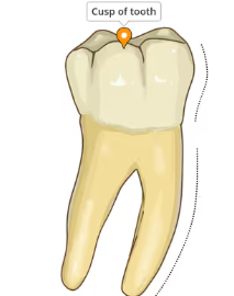 <p>Top portion of tooth, tip or point </p>