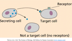 <p>receptors</p>